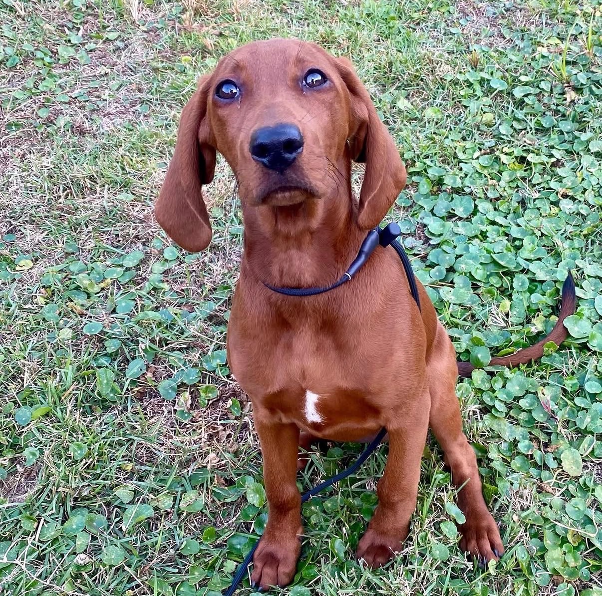 Puppy in training